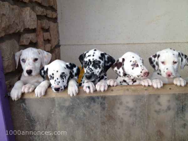 5 adorables Chiots de race Dalmatien