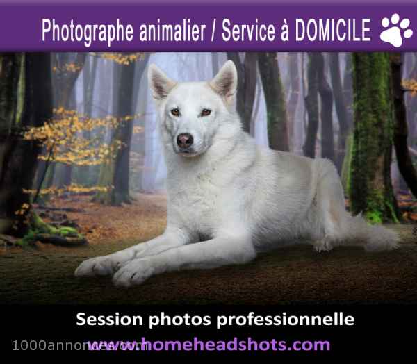 Photographe animalier pour chiens