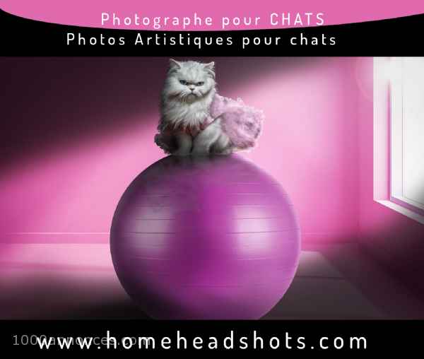 Photographe animalier pour chats