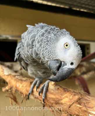 Oiseaux