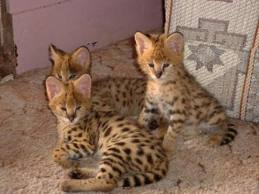 Savannah et Serval chatons en vente