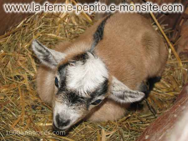 Superbes bébés chèvres miniatures