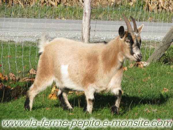 Superbes chèvres miniatures gestantes