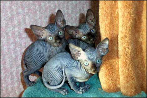 chatons sphynx disponible