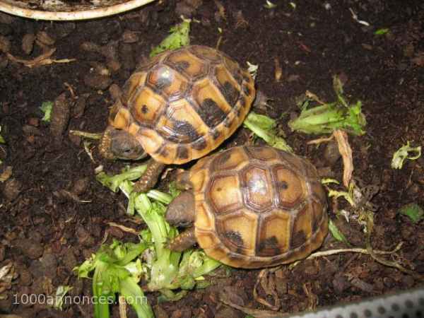  jeunes tortues terrestres males et fem