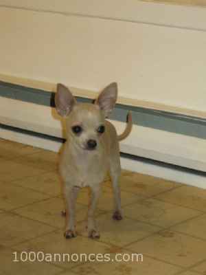 Chihuahua mâle - Service d'accouplement