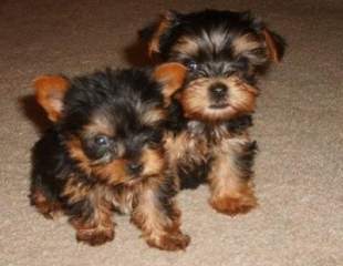 Excellente Chiots Yorkshire Terrier.