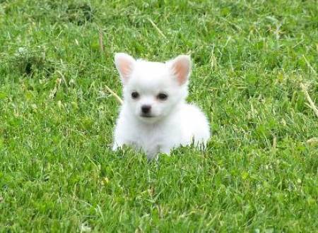 A Reserver 4 Chiots Types Chihuahua Non