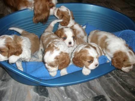 Cavalier King Charles chiots