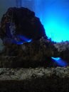 vente aquarium marin