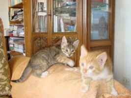 Donne chatons
