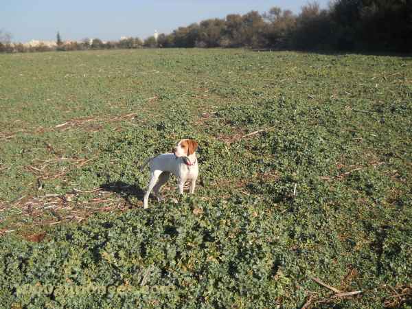 dresseur chiot pointer