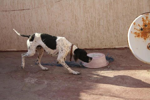 chiotte pointer anglais a vendre