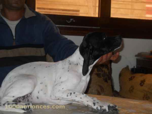 chiotte pointer a vendre