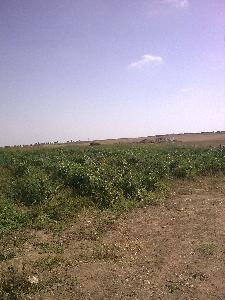 Vente terrain 11H Bouznika 