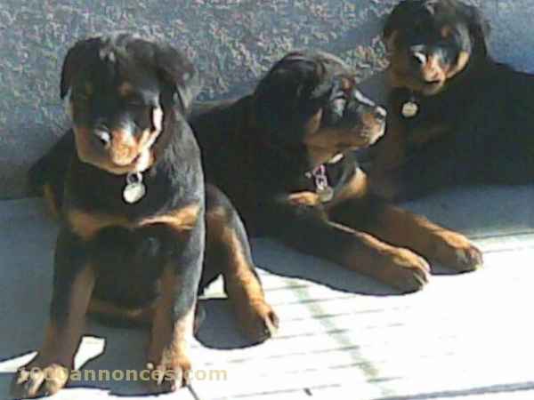 chiots rottweiler grand taille americain