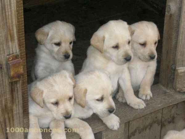 magnifique chiots labrador 