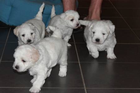 Chiots bichon maltais 