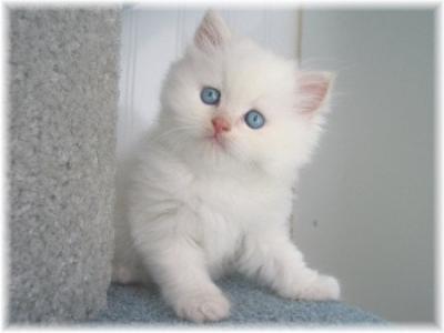 Top chaton d angora