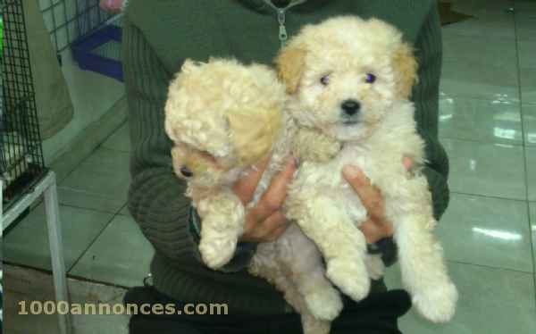 Belle opportunité chiots bichon havanais