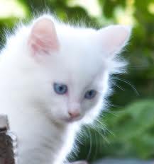 Top chaton angora yeux bleu 