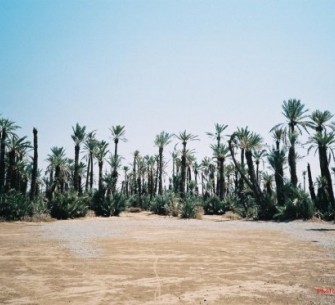 terrain de vente au palmeraie