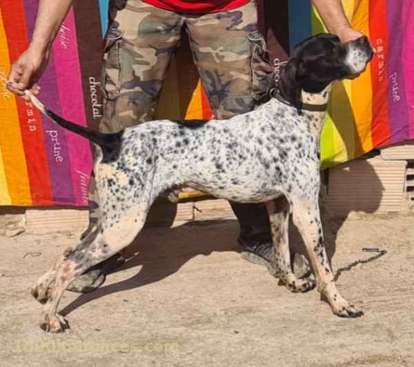 chiot pointer top