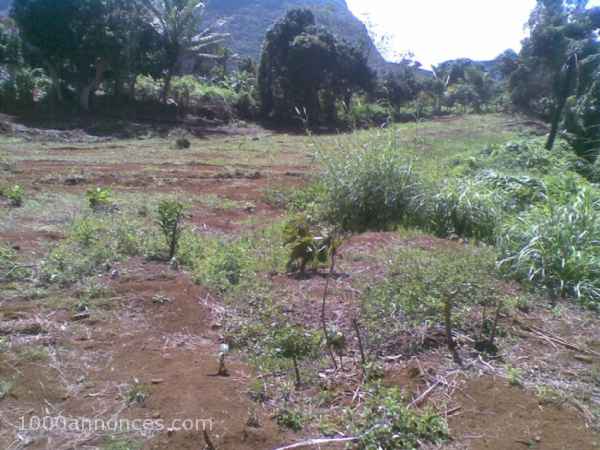 À vendre terrain à Moka de 1677M2 