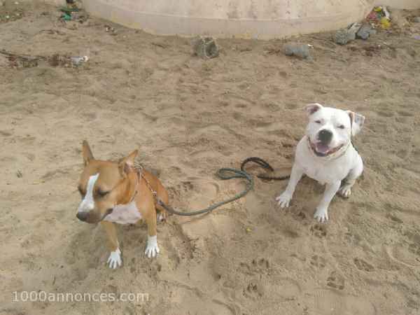 Chiens