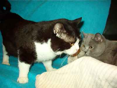 British Shorthair (2 femelles et 1 male