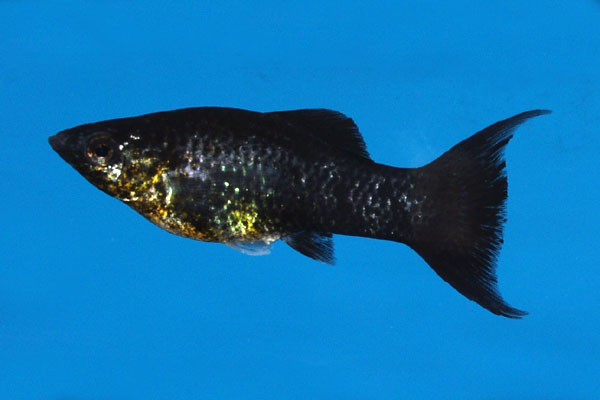 poisson
