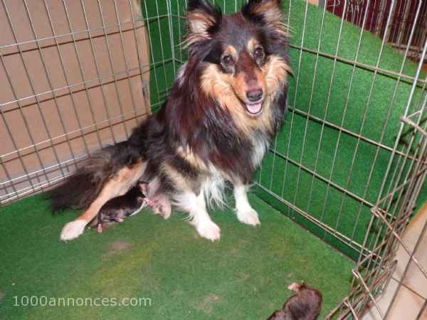 Animaux, Adoption, Plantes